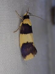 Telecrates laetiorella