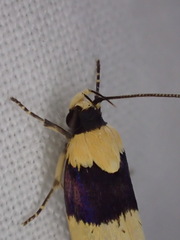 Telecrates laetiorella