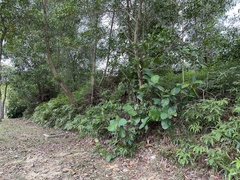 Dillenia suffruticosa