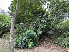 Dillenia suffruticosa