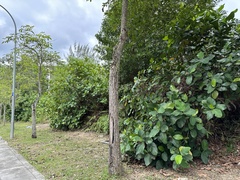Dillenia suffruticosa