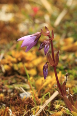 Gentianella rapunculoides