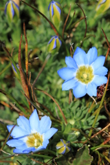 Gentiana sedifolia