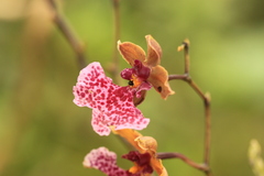 Caucaea