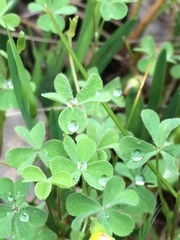 Oxalis perennans