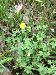 Oxalis perennans