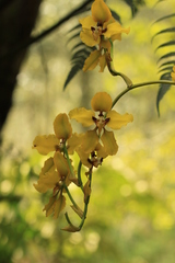 Cyrtochilum macranthum