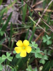 Oxalis perennans