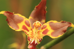Oncidium