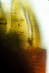 Scorpidium revolvens