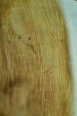 Scorpidium revolvens