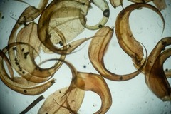 Scorpidium revolvens