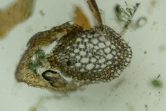 Scorpidium revolvens