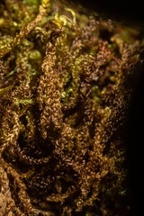 Scorpidium revolvens