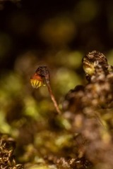 Scorpidium revolvens