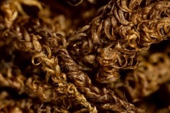 Scorpidium revolvens