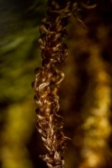 Scorpidium revolvens