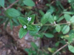 Spermacoce articularis