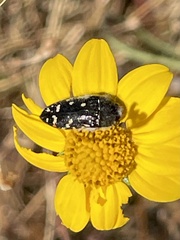 Acmaeodera rubronotata