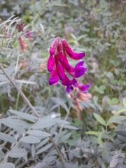 Vicia megalotropis