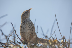 Poodytes punctatus punctatus