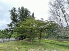 Terminalia molinetii