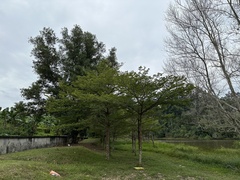 Terminalia molinetii