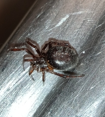 Steatoda bipunctata