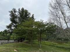 Terminalia molinetii