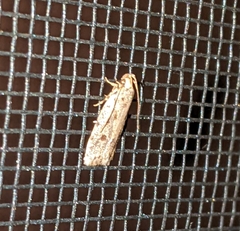 Stoeberhinus testaceus