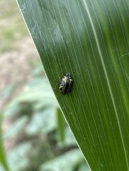 Calligrapha pantherina