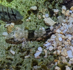 Bathygobius cocosensis