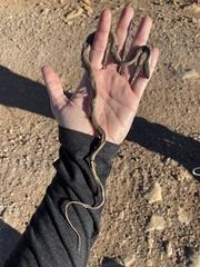 Masticophis bilineatus