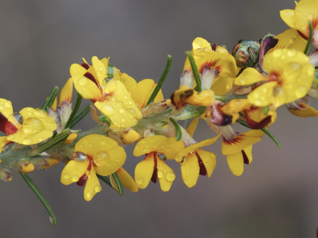 Aotus intermedia