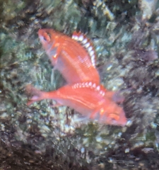 Sargocentron punctatissimum