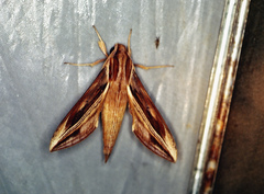 Xylophanes pyrrhus