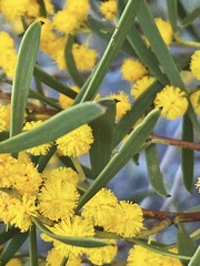 Acacia sclerophylla