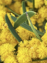 Acacia sclerophylla