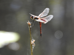 Tramea loewii