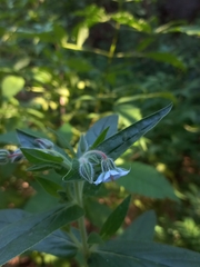 Trichodesma zeylanicum