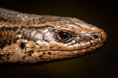 Oligosoma notosaurus