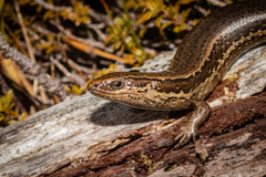 Oligosoma notosaurus