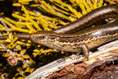 Oligosoma notosaurus