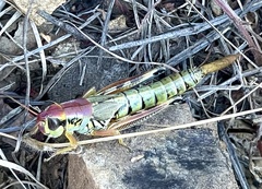 Phoetaliotes nebrascensis