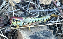 Phoetaliotes nebrascensis