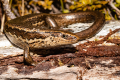 Oligosoma notosaurus