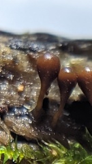 Hemitrichia calyculata