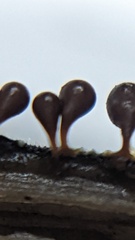 Hemitrichia calyculata