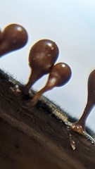 Hemitrichia calyculata