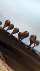 Hemitrichia calyculata